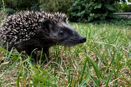 Ab September sind wieder überall in Parks und Gärten Igelkinder unterwegs. Meist im August geboren, gehen sie nun auf erste Streifzüge ohne ihre Mutter. Doch die Jungtiere sind noch unerfahren und geraten häufiger in gefährliche Situationen als erwachsene Tiere. Die BN-Kreisgruppe Fürstenfeldbruck gibt Tipps, wie man den Igelkindern helfen kann.