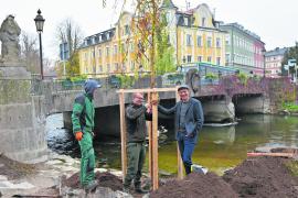 Die Umgestaltung der Rossschwemme unterhalb der Amperbrücke ist so gut wie abgeschlossen. Treppenstufen ermöglichen jetzt eine bessere Erreichbarkeit der Amper. Nach den Bauarbeiten waren heute Vormittag die Stadtgärtner im Einsatz. Sie hatten auch einen Ersatz für die im vergangenen Jahr von Sturm Ronson umgelegte große Trauerweide dabei.