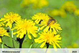 Wildbienen brauchen dringend unsere Hilfe, denn fast die Hälfte der über 550 Arten sind bei uns gefährdet, allerdings sind die kleinen Einzelkämpfer nur wenigen bekannt. Im Gegensatz zur Honigbiene haben sie auch niemanden, der sich direkt um sie kümmert. Deshalb ist der Wildbienenzauber-Kalender entstanden.