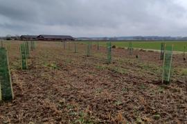 - Anfang Dezember wurden am Ortsausgang von Gilching Richtung Alling neue Elsbeeren gepflanzt. Damit wurde ein wichtiger Beitrag zur „Initiative Zukunftswald“ geleistet, einem Projekt, das vom Amt für Ernährung, Landwirtschaft und Forsten (AELF) Fürstenfeldbruck ins Leben gerufen wurde.