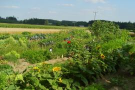 Wer gerne in der Erde gräbt, Saat ausbringt, zarten Pflänzchen beim Wachsen zusieht, Unkraut jätet, Gärtchen pflegt - aber vielleicht keinen eigenen Garten hat, in dem er dieser Freude nachgehen könnte, der ist bei den Brucker Land Sonnenäckern goldrichtig. 