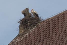  Die Hoffnung stirbt zuletzt: Jetzt heißt es, gute Gebete nach oben schicken und Daumen drücken, dass das von einem Storchenpaar mühsam zusammengetragene Nest auch stabil bleibt, als gute Kinderstube für den Nachwuchs geeignet ist und dass die majestätischen Vögel nicht wieder aus Emmering verschwinden. 