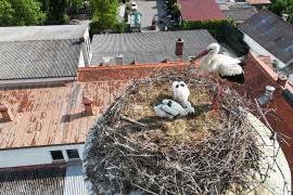 Störche im Nest