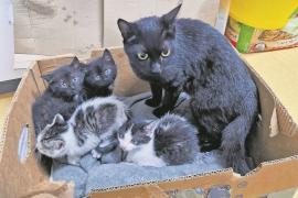 Katzenmutter mit Kitten