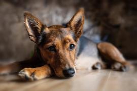Ein Schäferhund liegt auf dem Boden.