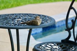 Ein Vogel sitzt auf einem Tisch auf der Terrasse, in der Nähe eines Pools.
