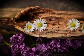 Arrangement aus verwittertem Holz mit drei Gänseblümchen und lilafarbenen Fliederblüten
