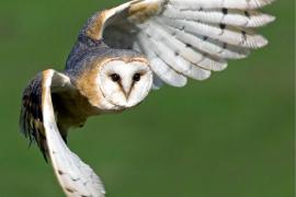 Schleiereule im Flug.