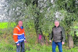 Gemeinsam mit der Unteren Naturschutzbehörde prüfen Bürgermeister Stefan Joachimsthaler und Bauhofleiter Baum für Baum: Welche der gefällten Weiden könnte eine Kopfweide werden, dafür steht das K.
