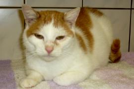 gefundener braun-weißer Kater