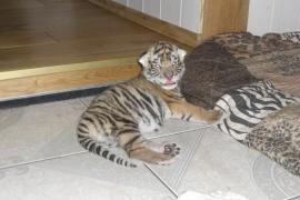 Tiger-Mädchen „Yarisha“