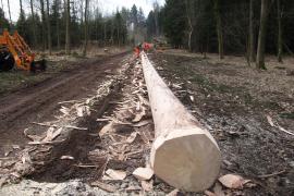 Es wird schon fleißig am neuen Brucker Maibaum gewerkelt.
