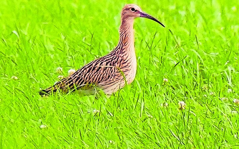 Großer Brachvogel im Fußbergmoos.
