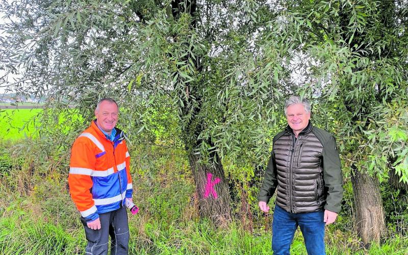 Gemeinsam mit der Unteren Naturschutzbehörde prüfen Bürgermeister Stefan Joachimsthaler und Bauhofleiter Baum für Baum: Welche der gefällten Weiden könnte eine Kopfweide werden, dafür steht das K.