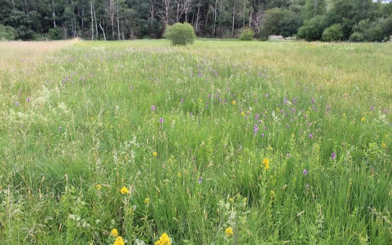 Streuwiese Fußbergmoos