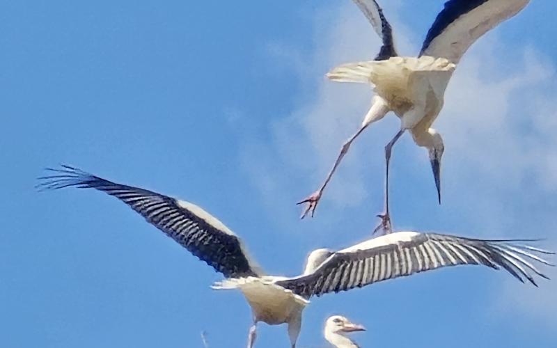 3 Jungstörche Flugübungen am Horst