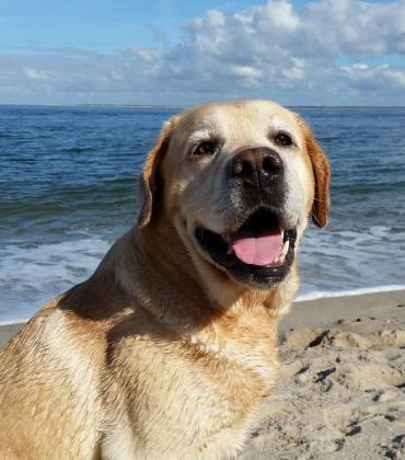 Viele Hundebesitzer könnten sich niemals vorstellen, die schönsten Wochen des Jahres ohne ihren geliebten Vierbeiner zu verbringen. Zwischen dem ersten Urlaubstag und dem Packen des Koffers steht jedoch ein wichtiger Programmpunkt: die Fahrt zur jeweiligen Destination.  