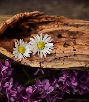 Arrangement aus verwittertem Holz mit drei Gänseblümchen und lilafarbenen Fliederblüten