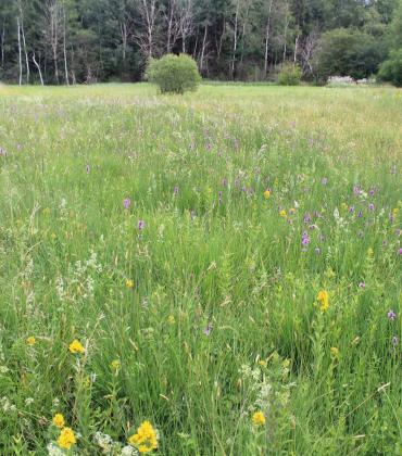 Streuwiese Fußbergmoos